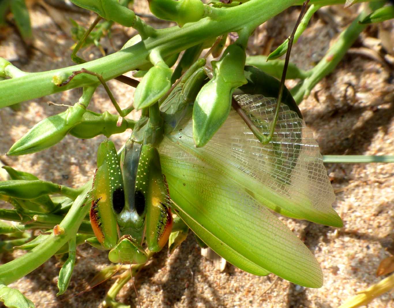 La parata terrifica della Mantis religiosa